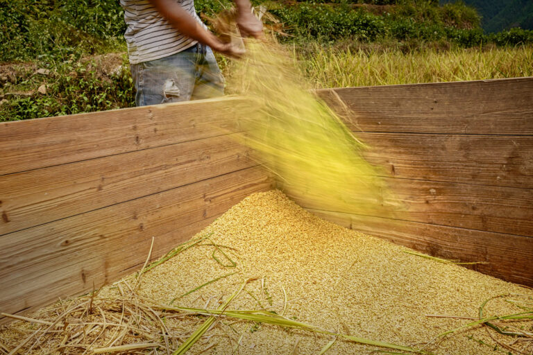 The Catcher in the Paddy Field -- Wang Tais Autumn Harvest - 9.DSC00510 1
